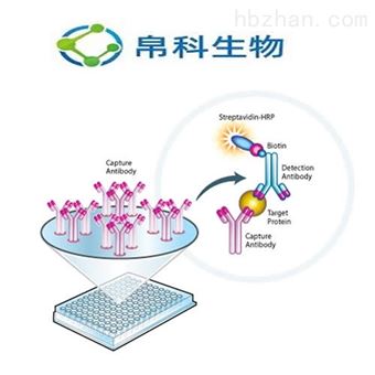 48T/96TBMP-6 小鼠骨形成蛋白6ELISA检测试剂盒