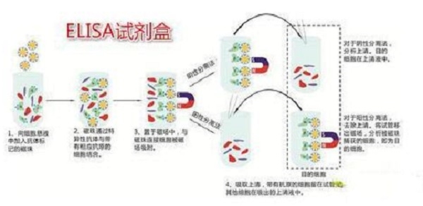 人内皮素elisa试剂盒