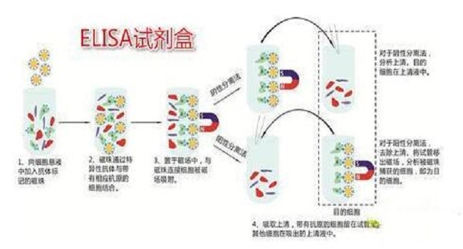 胰岛素elisa试剂盒工作原理图