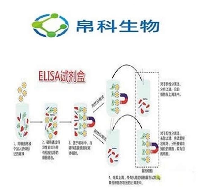 人内皮素ELISA试剂盒的存放