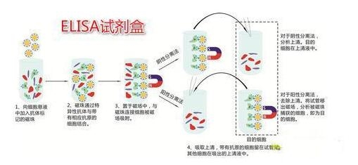 胰岛素ELISA试剂盒